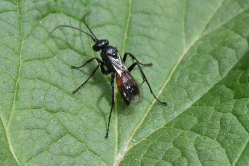 Réf. 147 377 : Caliadurgus fasciatellus