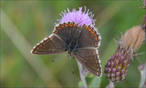 Réf. 147 681 : Polyommatus coridon