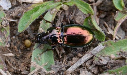 Réf. 147 150 : Pterostichus burmeisteri