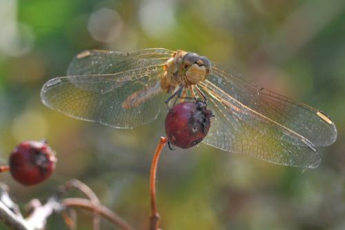 Sympetrum meridionale