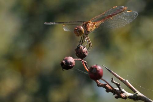 Sympetrum meridionale