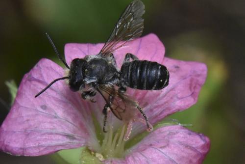 Megachile sp.
