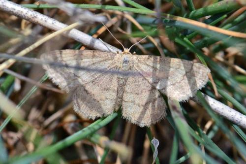Réf. 147 835 : Scopula rubiginata