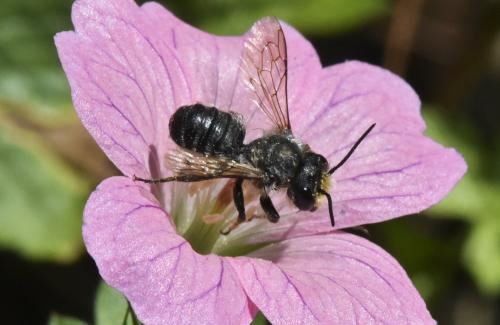 Megachile sp.