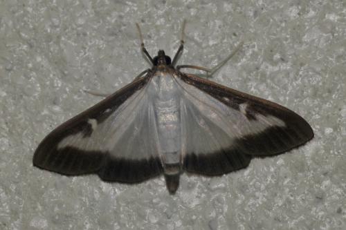 Cydalima perspectalis