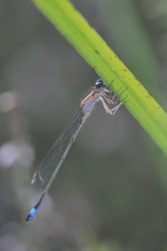 Ischnura elegans
