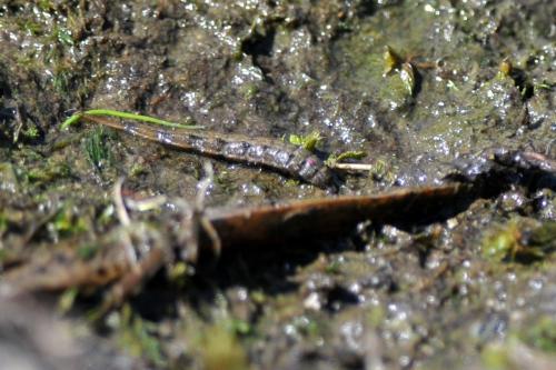 Stratiomys longicornis