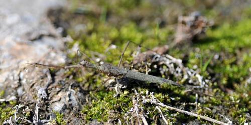 Réf. 147 805 : Ranatra linearis