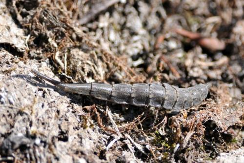 Stratiomys longicornis
