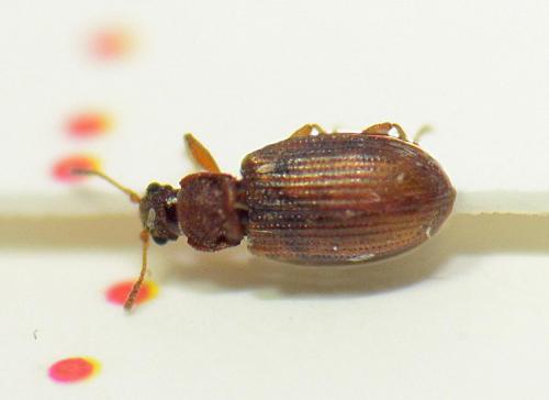 Réf. 147 617 : Enicmus sp.