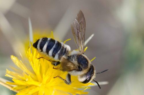 Réf. 147 908 : Megachile albisecta