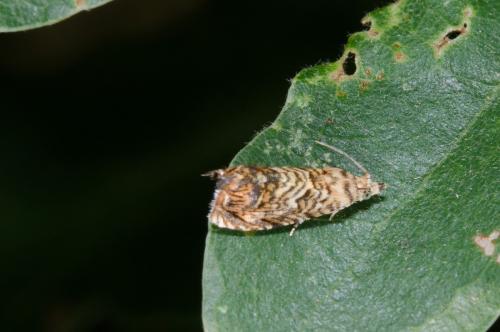 Pammene amygdalana