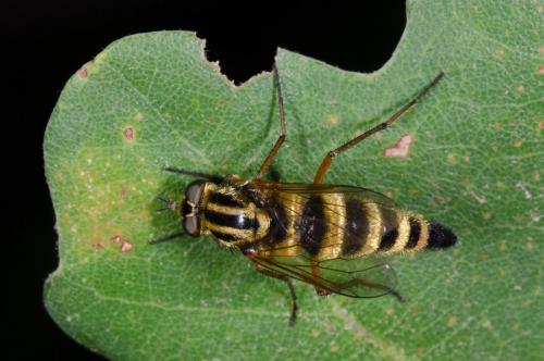 Thereva aurata