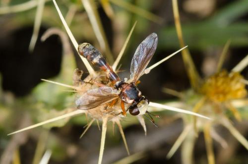 Réf. 147 081 : Physocephala vittata