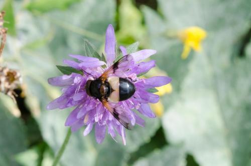 Volucella pellucens
