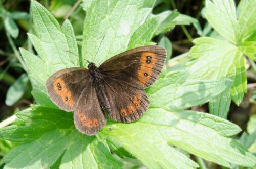 Erebia sp.