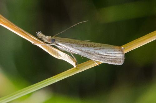 Réf. 147 920 : Agriphila straminella