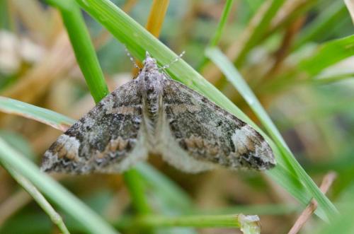 Dysstroma citrata