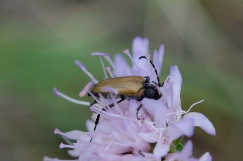 Stictoleptura sp.