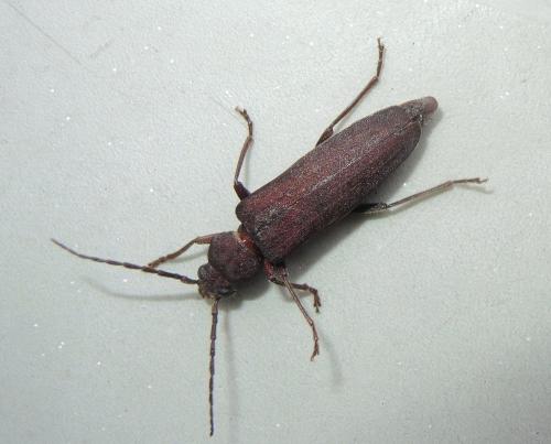 Réf. 147 525 : Arhopalus rusticus