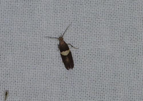 Eidophasia messingiella
