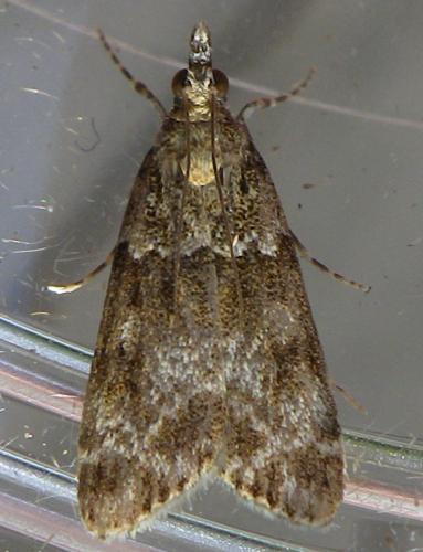 Réf. 147 026 : Eudonia mercurella