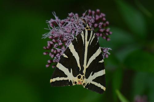 Euplagia quadripunctaria