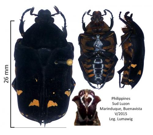 Réf. 147 490 : Protaetia lumawigi