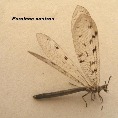 Euroleon nostras
