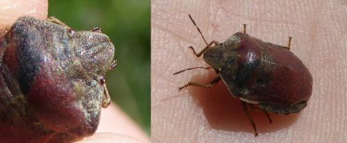 Eurygaster sp.