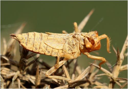 Orthetrum sp.