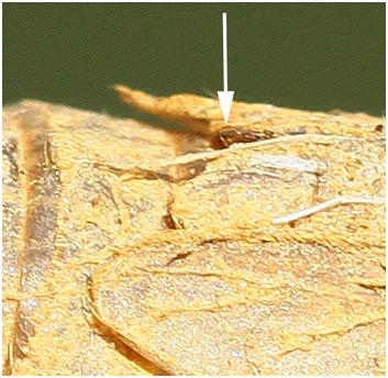 Orthetrum sp.