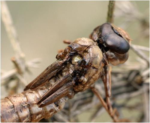 Anax imperator