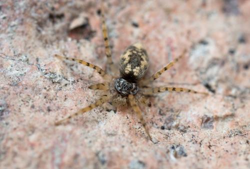 Oecobius maculatus