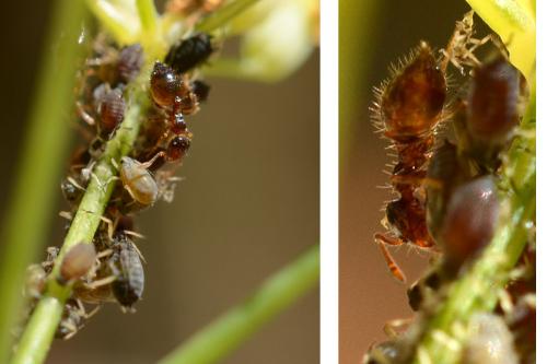 Crematogaster sordidula