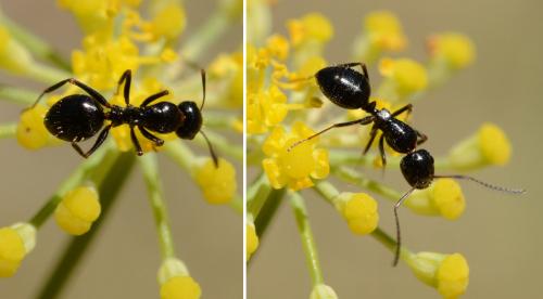 Réf. 147 521 : Camponotus piceus