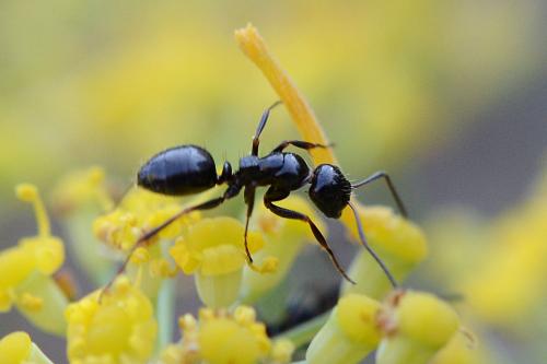 Camponotus piceus