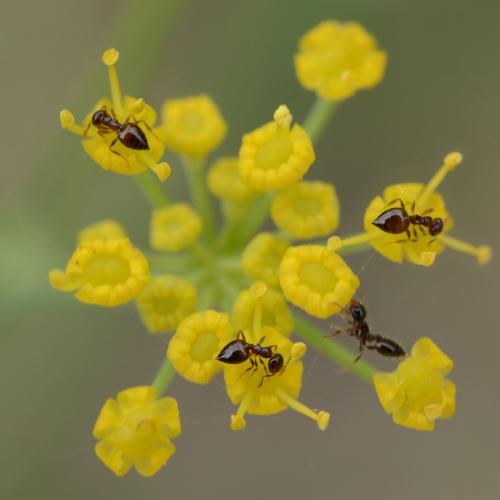 Crematogaster sp.