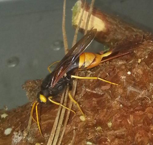 Urocerus gigas