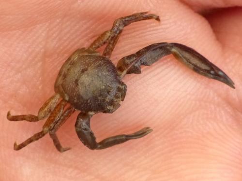 Pisidia sp.
