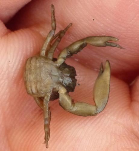 Réf. 147 807 : Pisidia sp.