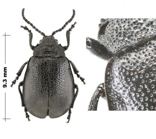 Galeruca luctuosa