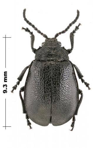 Galeruca luctuosa