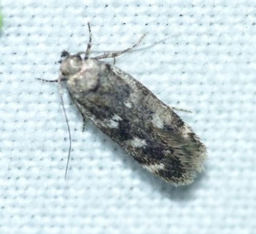 Réf. 147 348 : Gelechia sp.