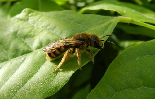 Halictus scabiosae