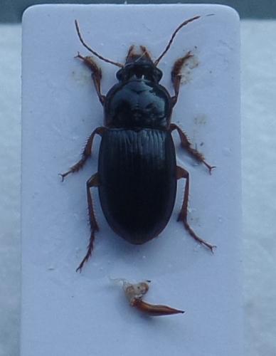 Harpalus autumnalis