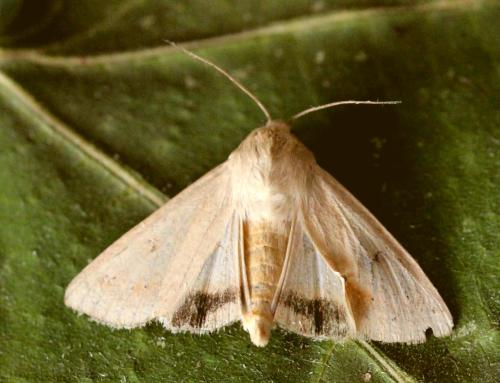 Réf. 147 070 : Heliothis nubigera