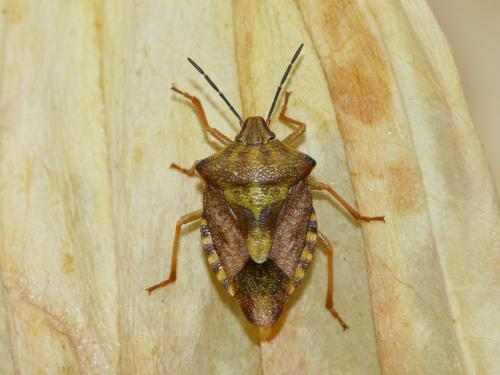 Carpocoris purpureipennis