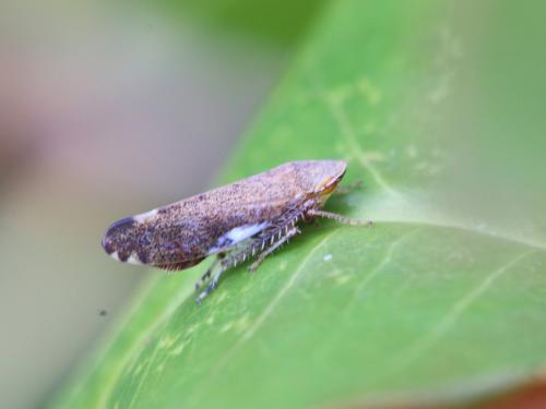Fieberiella florii