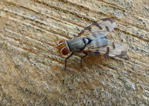 Herina tristis